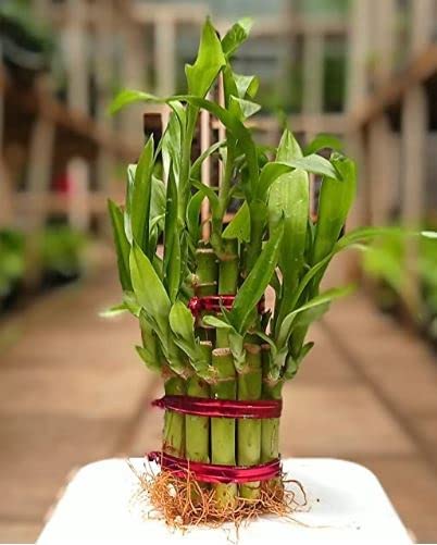 Lucky Bamboo Plant Without Pot, 15-20 Sticks, Feng Shui Indoor Plant for Home and Office