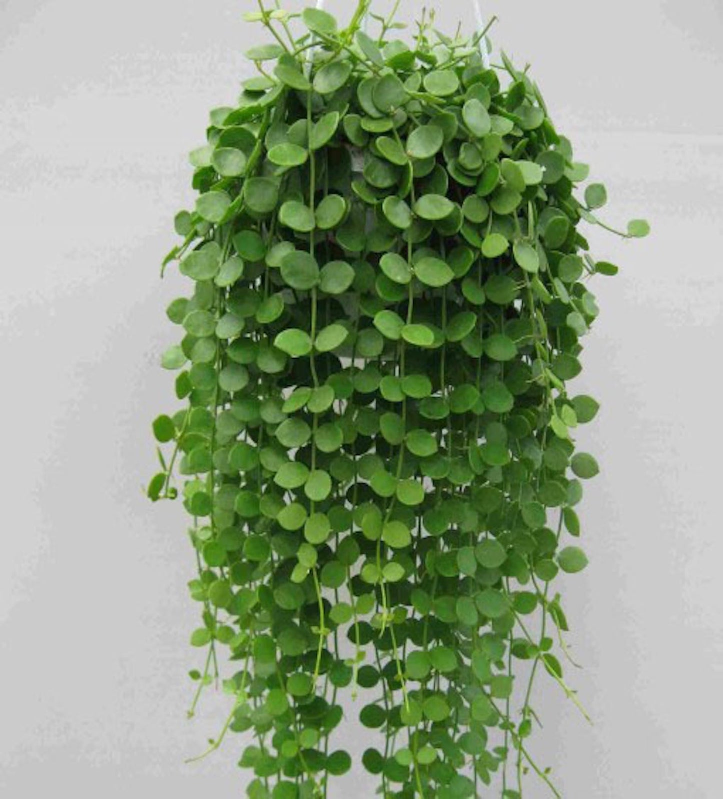 Dischidia Indoor Trailing Plant | Live Hanging Houseplant for Home, Balcony & Office Décor | Low Maintenance Green Plant