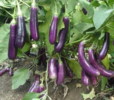 Purple Brinjal Seeds for Growing, High Quality Egg Plant Seed