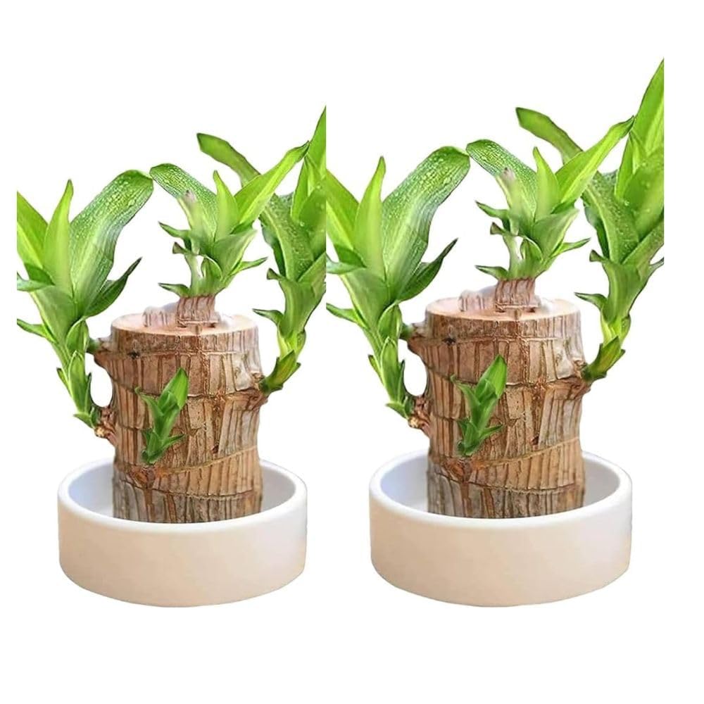 Brazilian Wood Lucky Plant, Indoor Live Plant for Home and Office, Pack of 2