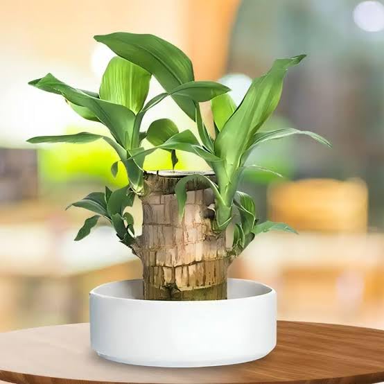 Live Brazilian Wood Plant for Feng Shui, Indoor Decor Healthy Plant