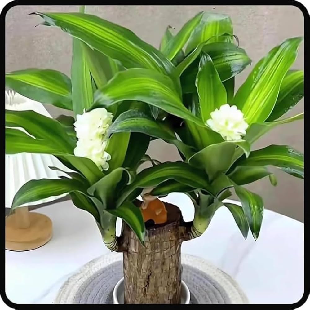 Brazilian Wood Lucky Plant for Home and Office | Live Healthy Feng Shui Plant