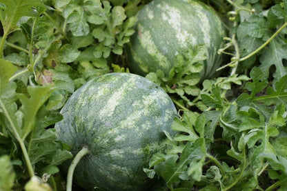 Pumpkin Seeds (Kaddoo), High Quality Seeds