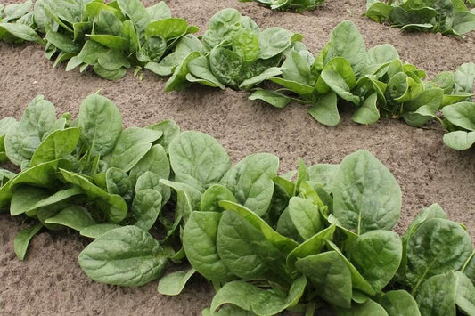 Spinach Seeds (Palak), 40g Pack, 2400+ Seeds for Garden