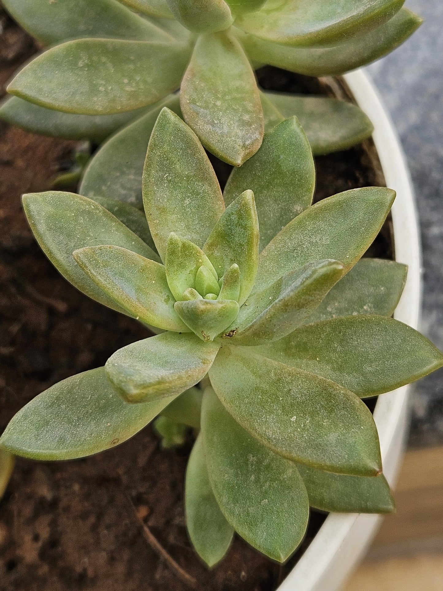 Live Succulent Plant, Sedum Adolphi Golden Glow, 10-15 cm Indoor Outdoor Plant(Pack of 2)