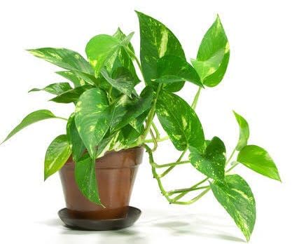 Money Plant Live Plant in Plastic Pot | Air Purifying Indoor Plant | Lucky Plant for Home and Office