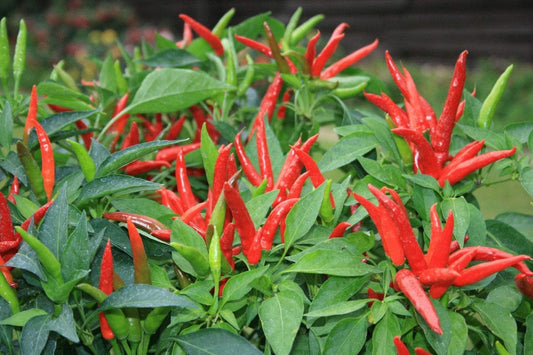 Assamese Chilli Seeds for Planting, 20g Pack, 3000+ Seeds