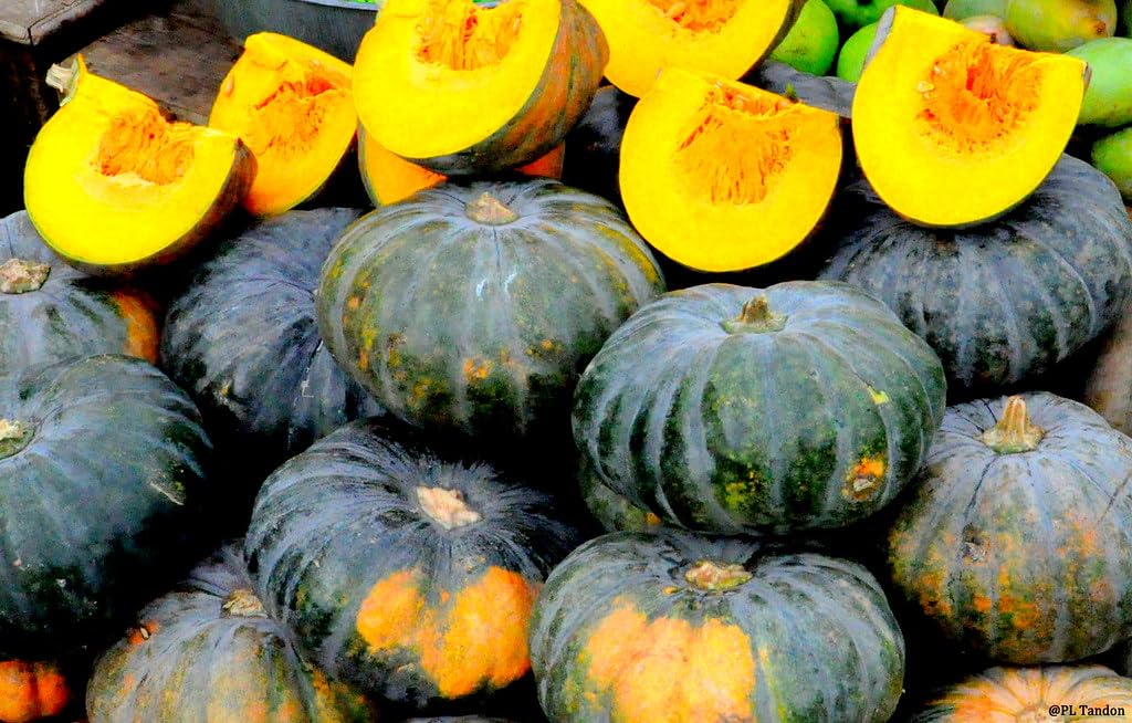 Pumpkin Seeds (Kaddoo), Pack of 50 Seeds