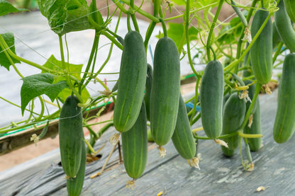 Cucumber Seeds for Home Garden, Kheera Variety, Pack of 25