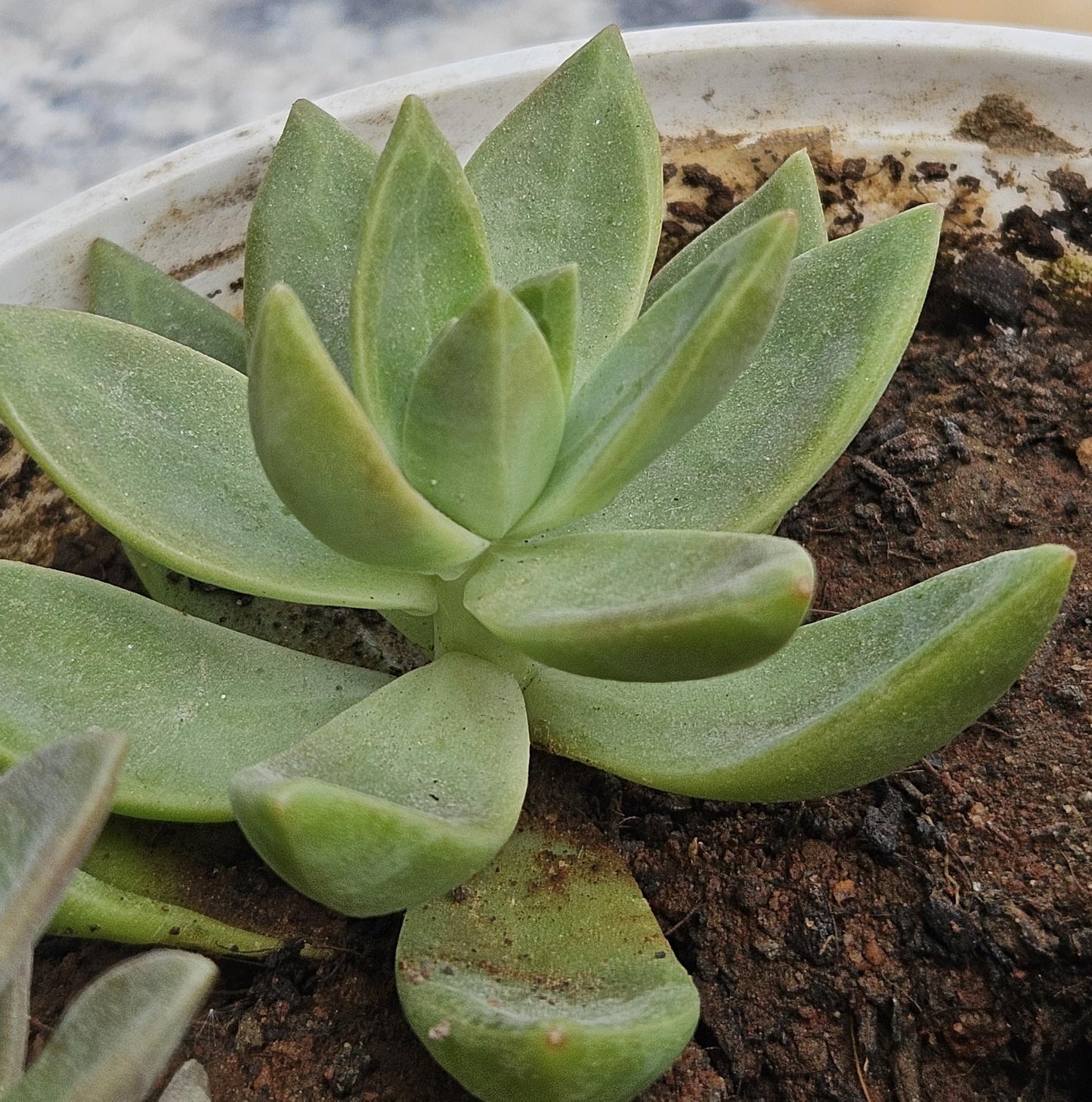 Live Succulent Plant, Sedum Adolphi Golden Glow, 10-15 cm Indoor Outdoor Plant(Pack of 2)