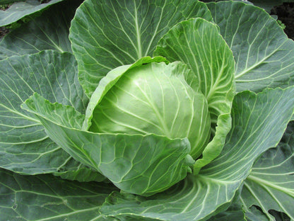 Hybrid Cabbage Seeds for Home Garden, 20g Pack, 6000+ Seeds