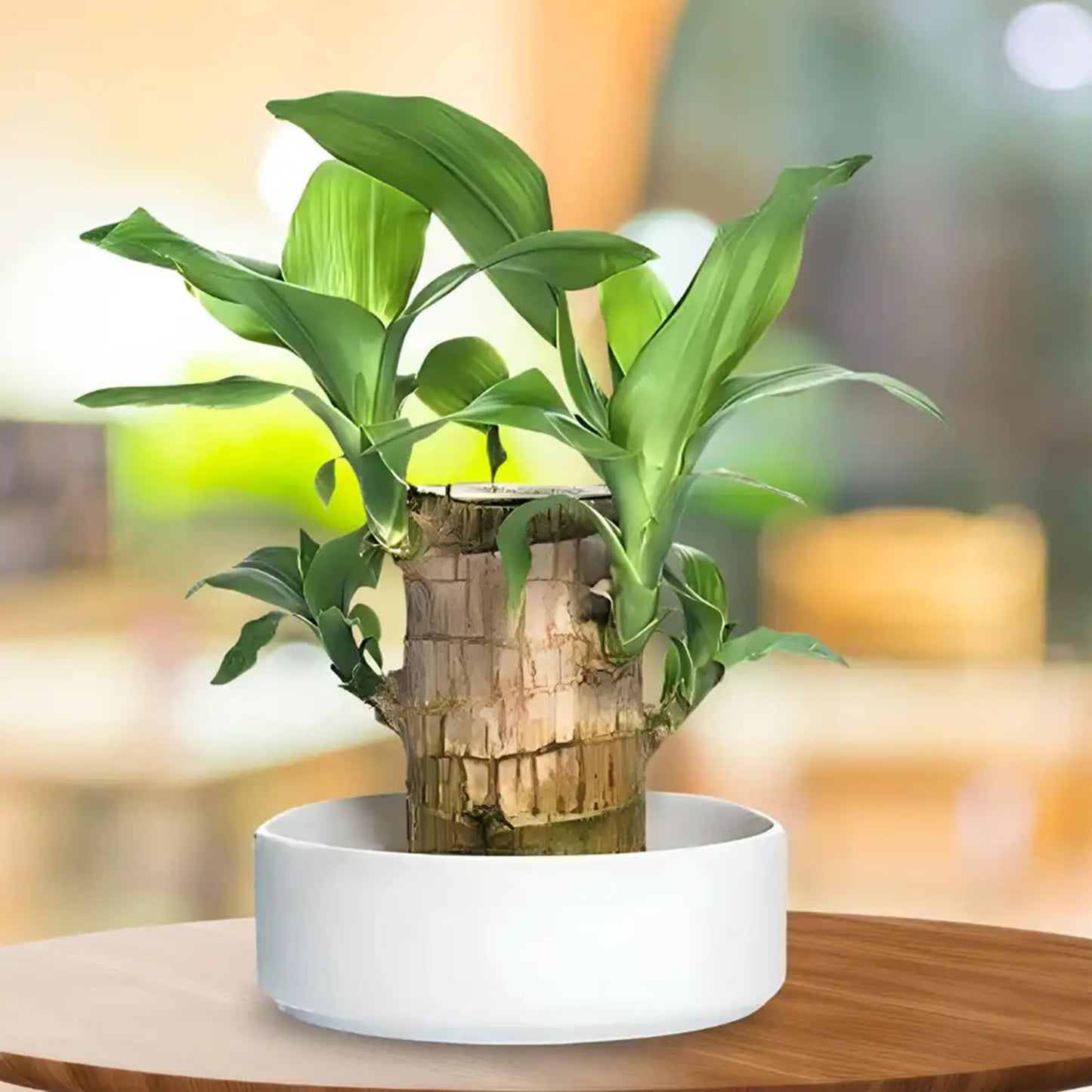 Brazilian Wood Live Plant, Feng Shui Indoor Plant Without Pot