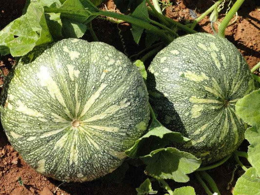 Pumpkin Seeds, Pack of 25 Seeds