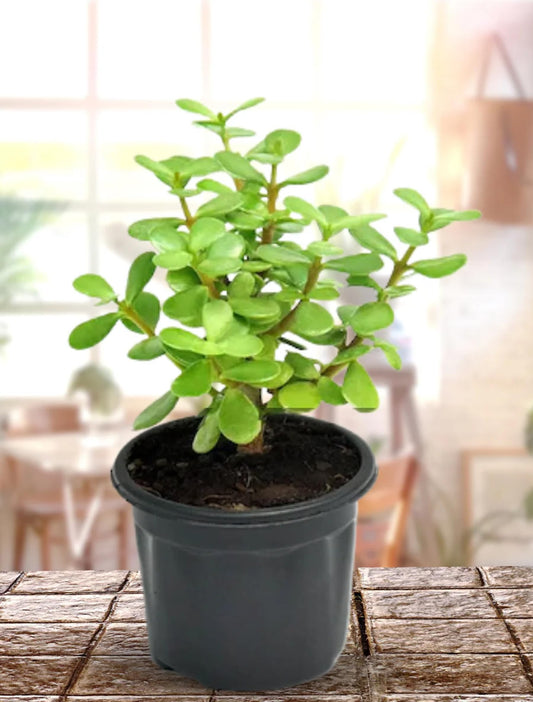 Jade Plant (Crassula Ovata) with Durable Plastic Pot – Low Maintenance Indoor Air Purifying Succulent – Perfect for Home & Office Décor, Gifting & Vastu