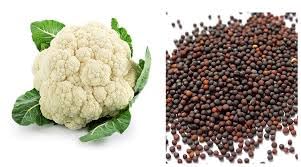 Cauliflower Seeds, Gobi Variety, 5000+ Seeds, 20g Pack
