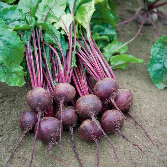 Organic Beetroot Seeds, High bQuality Seeds for Home Gardening