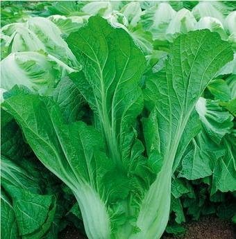 Mustard Leaf Seeds (Sarso) Green Leafy Vegetables Seed