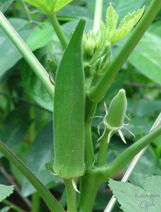 Okra Seeds, Lady Finger(Bhindi) Hybrid Variety, 40g Pack with 600+ Seeds