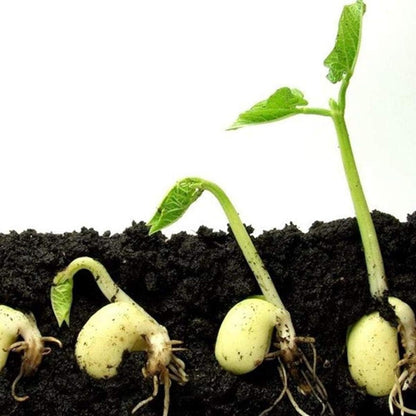 Homemade Organic Vermicompost Premium Nutrient-Rich Fertilizer for Thriving Plants