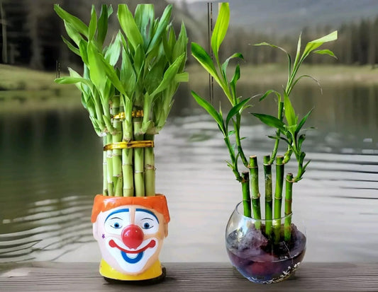 Lucky Bamboo Plant, Indoor Decorative Stem, Living Room Decor