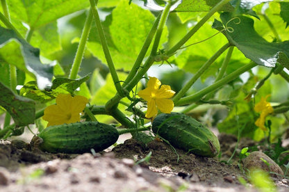 Cucumber Seeds for Home Garden, Kheera Variety, Pack of 25