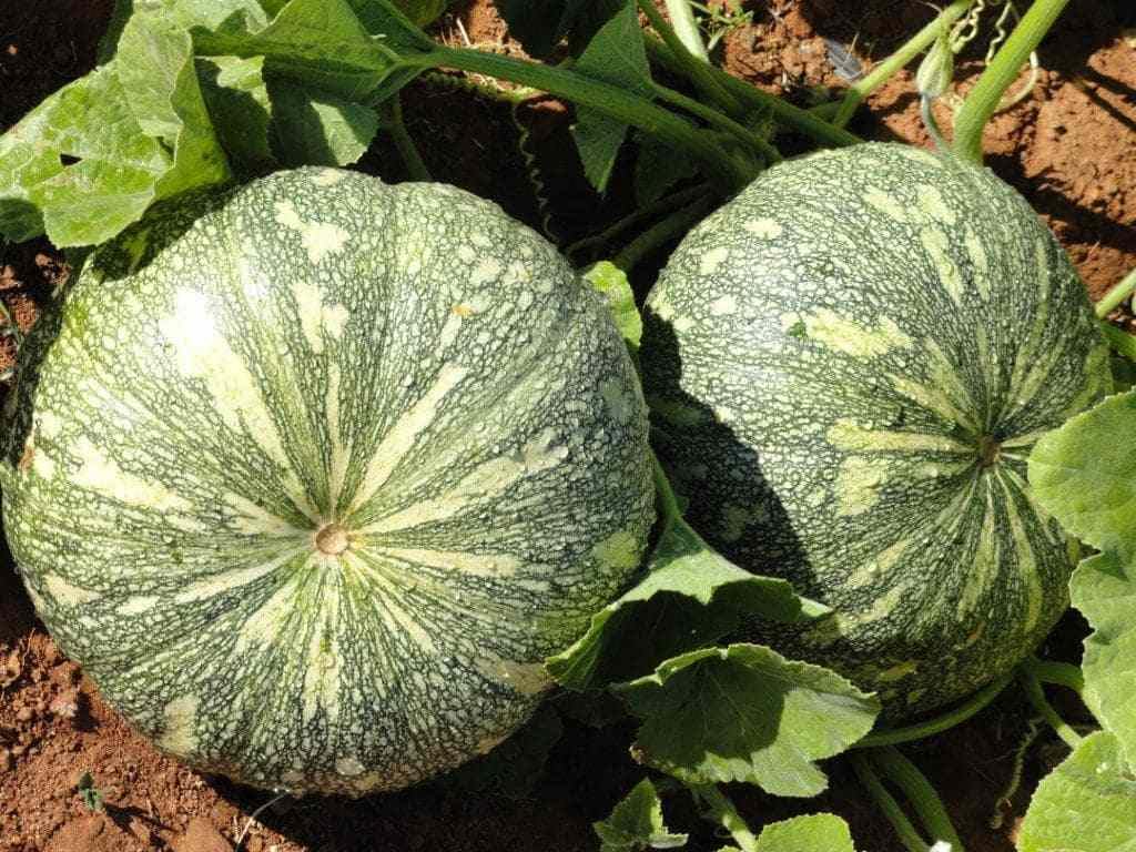 Pumpkin Seeds (Kaddoo), High Quality Seeds