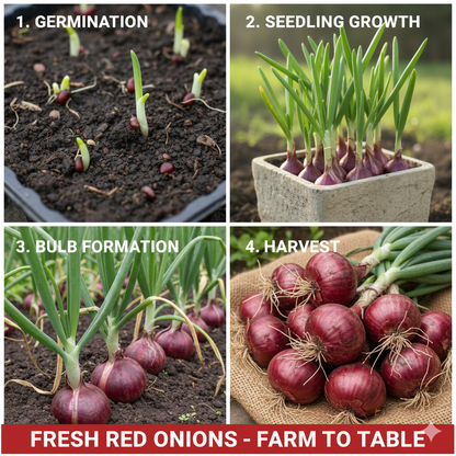 Red Onion Seeds for Planting in Home Garden