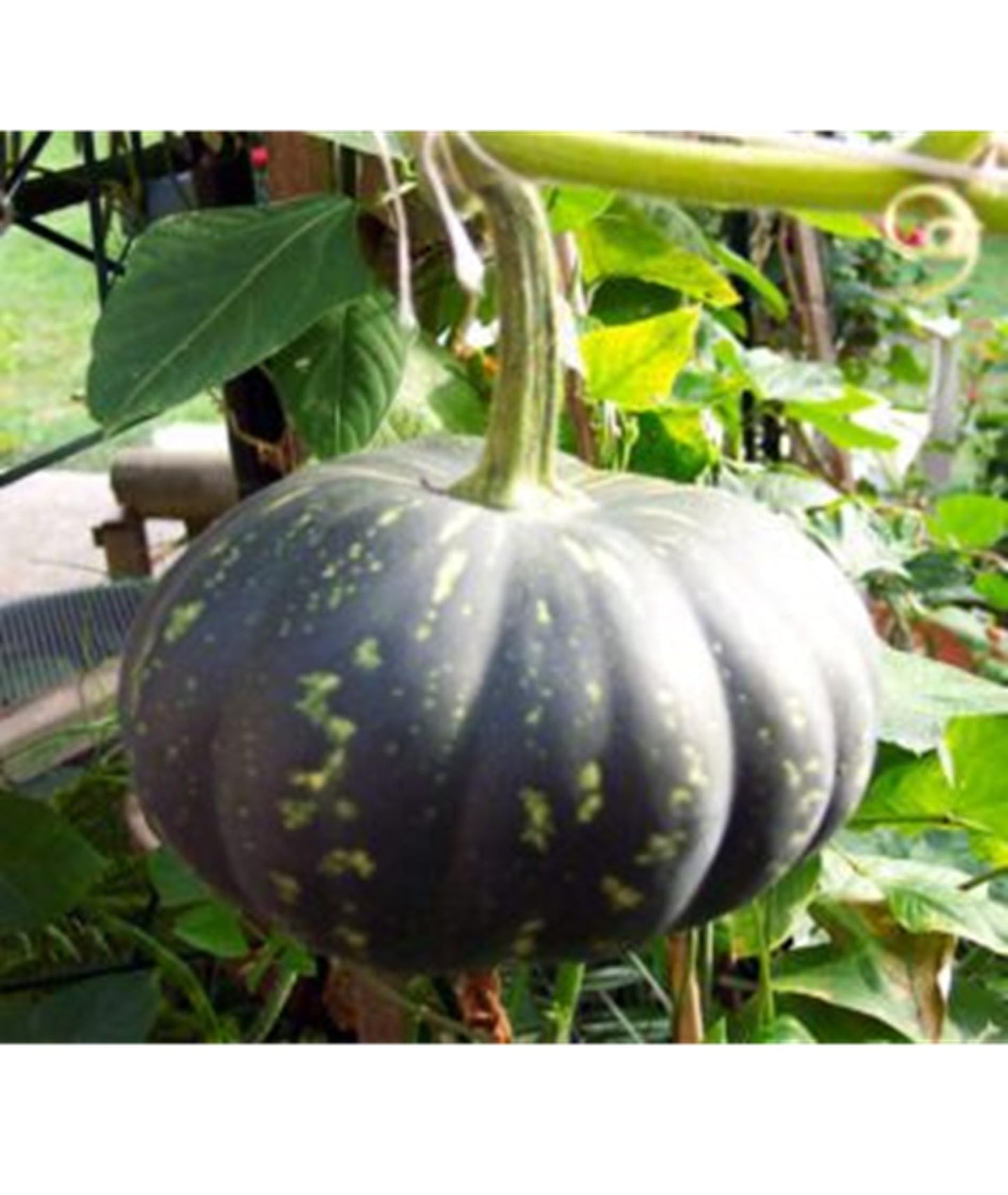 Pumpkin Seeds, Pack of 25 Seeds