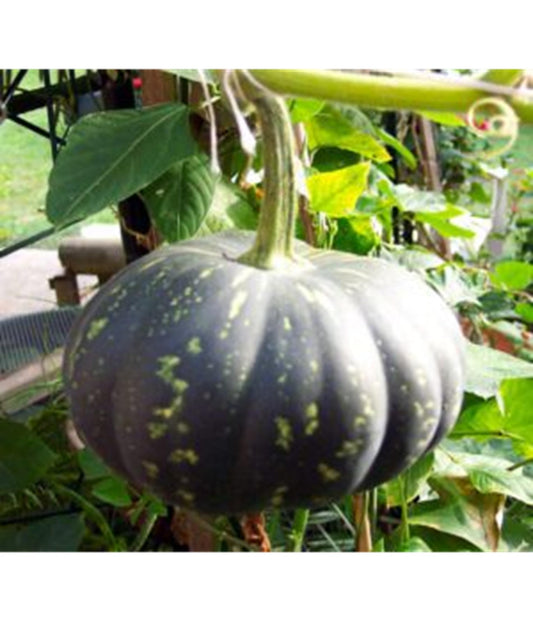 Pumpkin Seeds, Pack of 25 Seeds