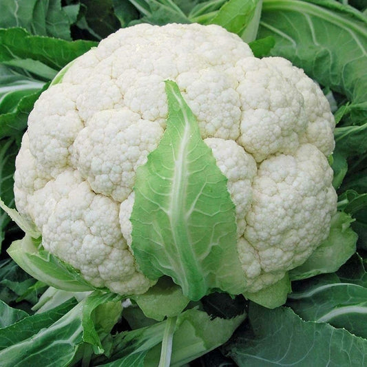 Cauliflower Seeds, Gobi Variety, 5000+ Seeds, 20g Pack