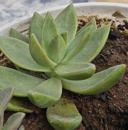 Live Succulent Plant, Sedum Adolphi Golden Glow, 10-15 cm Indoor Outdoor Plant(Pack of 2)