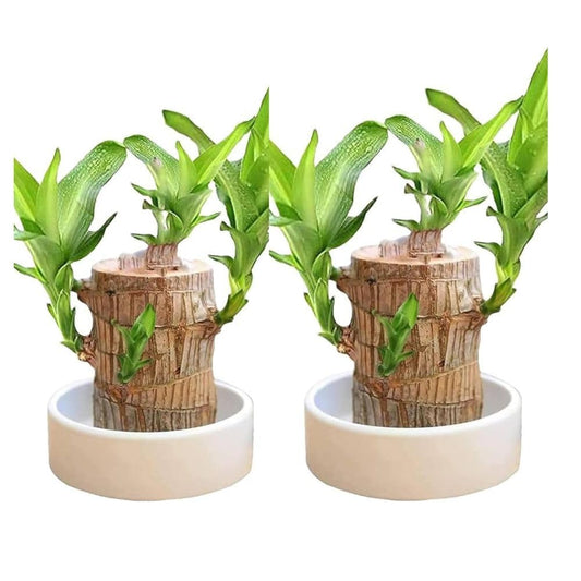 Brazilian Wood Lucky Plant, Indoor Live Plant for Home and Office, Pack of 2