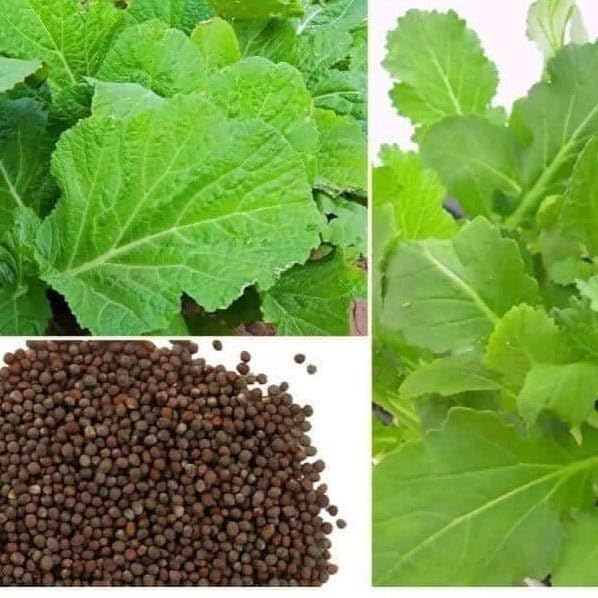 Mustard Leaf Seeds (Sarso), 10 g Pack, 1400+ Seeds for Growing