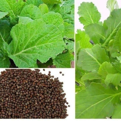 Mustard Leaf Seeds (Sarso), 10 g Pack, 1400+ Seeds for Growing
