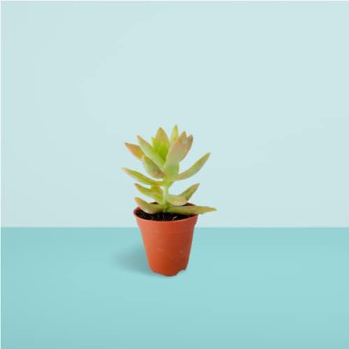 Live Succulent Plant, Sedum Adolphi Golden Glow, 10-15 cm Indoor Outdoor Plant(Pack of 2)