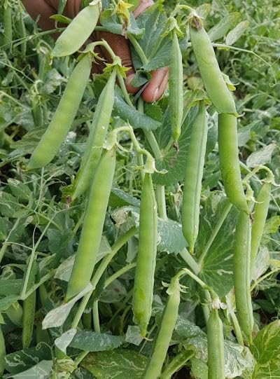 Garden Pea Seeds for Planting, Hybrid Variety, 20g Pack, 160+ Seeds