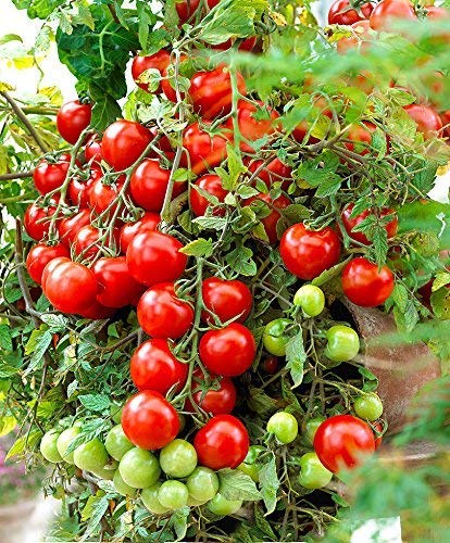 Organic Tomato Seeds, 10g Pack, 2500+ Seeds for Home Garden