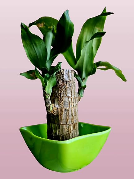 Brazilian Lucky Plant in Decorative Bowl, Indoor Wood Stem Plant