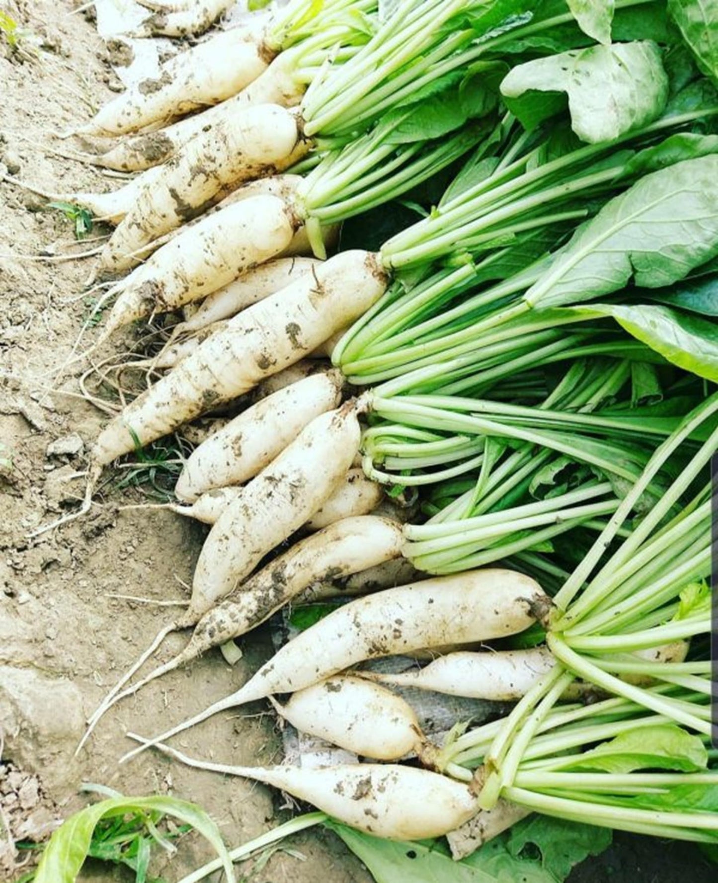 DB Value Store Radish Seeds Moolee Variety, 40g Pack, 4000+ Seeds