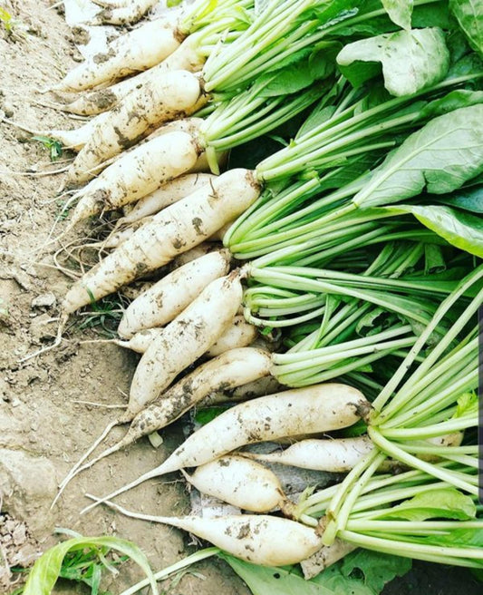 DB Value Store Radish Seeds Moolee Variety, 40g Pack, 4000+ Seeds