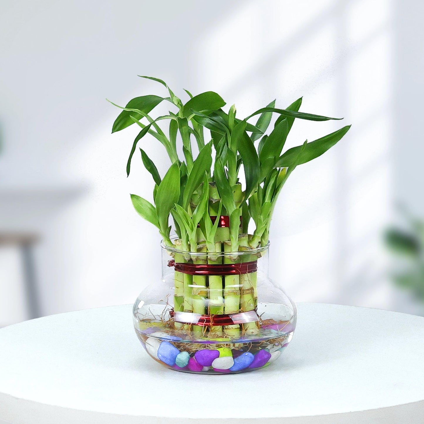 Lucky Bamboo Plant, 2-Layer With Glass Pot and Decorative Stones, 15-20 Bamboo Sticks