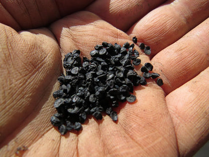 Red Onion Seeds for Planting in Home Garden