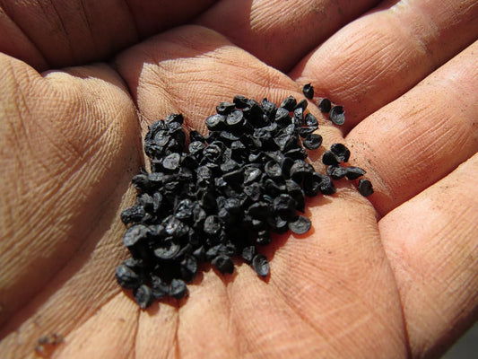 Hybrid Onion Seeds for Planting, 20g Pack, 5000+ Seeds