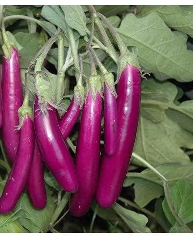 Purple Brinjal Seeds for Growing, High Quality Egg Plant Seed